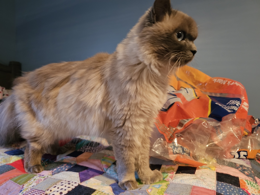 BLUE HIMALAYAN CAT